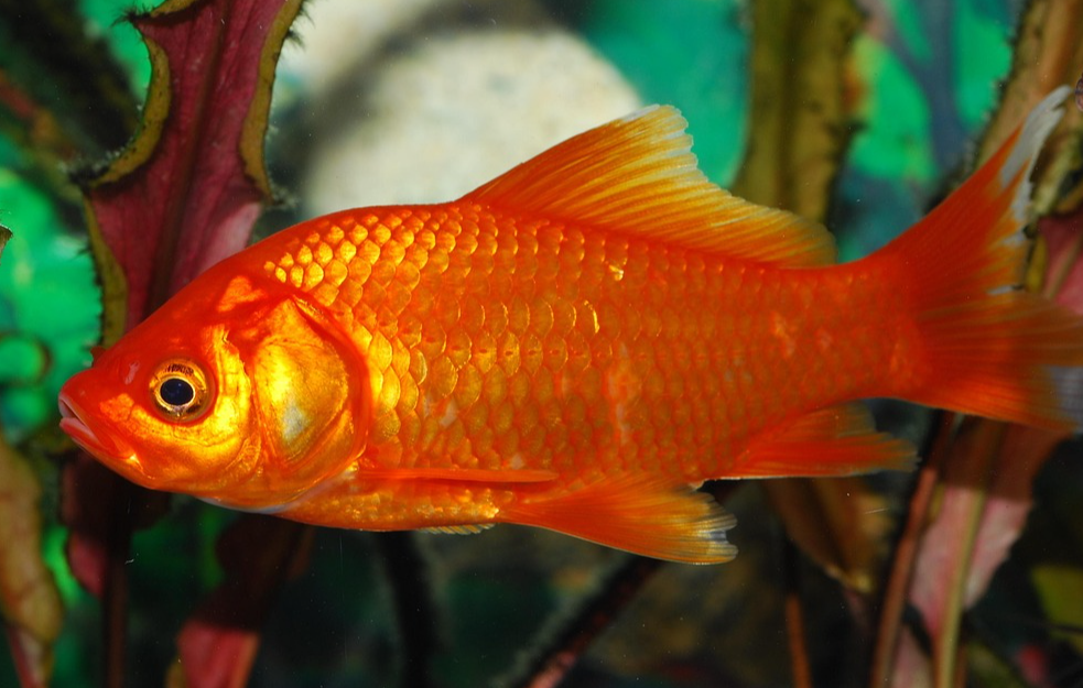  Pokušajte vi : Ajnštajnova zagonetka o zlatnoj ribici je skoro pa nerešiva