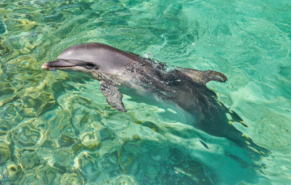 Delfin Mimo redovan posetilac voda kod Trga Svetog Marka u Veneciji