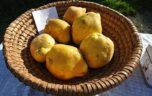 Recept za najbolji domaći sok od dunje,ukus mu je fantastičan