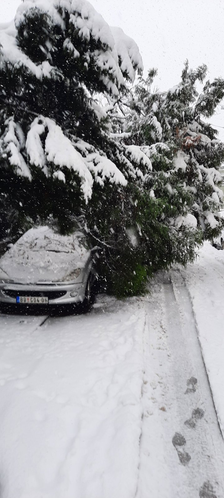 Drvo na autu
