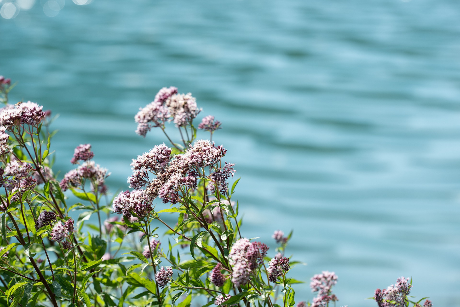 valerian-g181521b27_1920