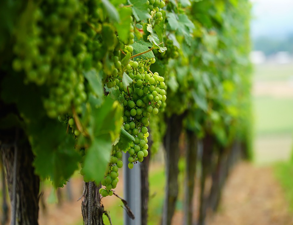 Држава са 8,9 милиона евра помаже развој виноградарства, <span style='color:red;'><b>квалитет</b></span> вина на завидном нивоу
