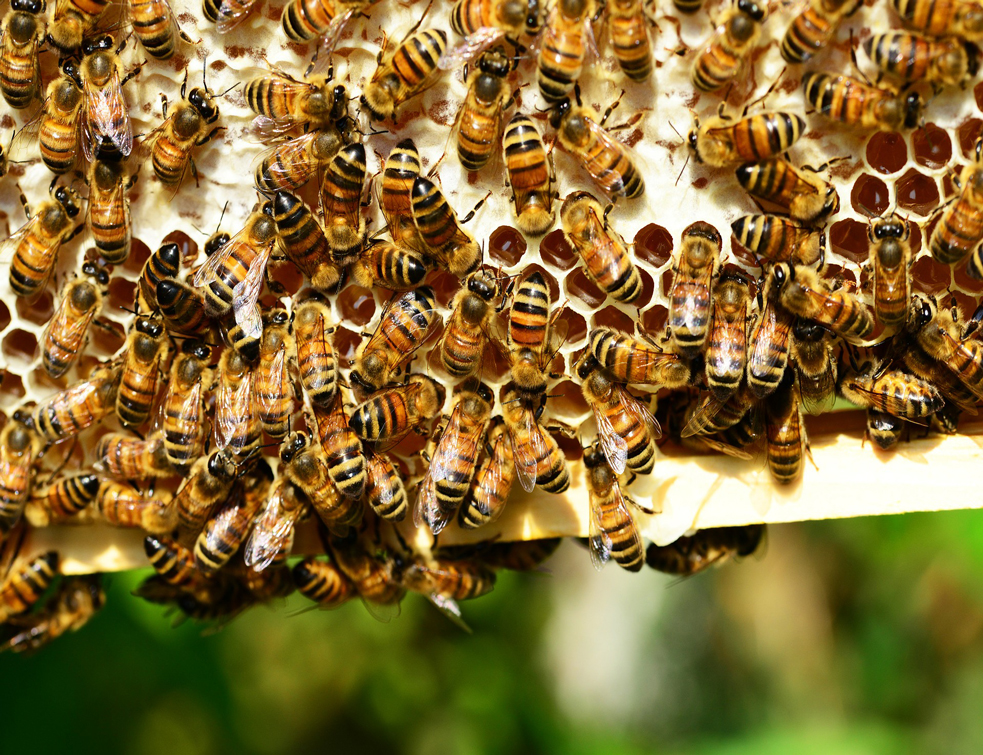 SPOS: Korist pčela je nemerljiv