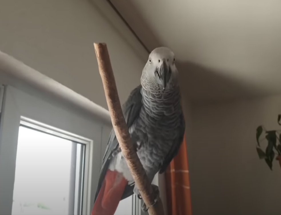 HIT: Papagaj Hugo upozorava vlasnika da stavi masku zbog korone!
