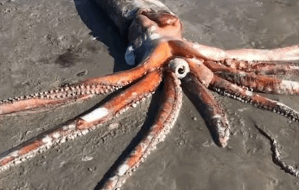 Pronađena lignja dugačka 4 metara i teška preko 300 kilograma (VIDEO)