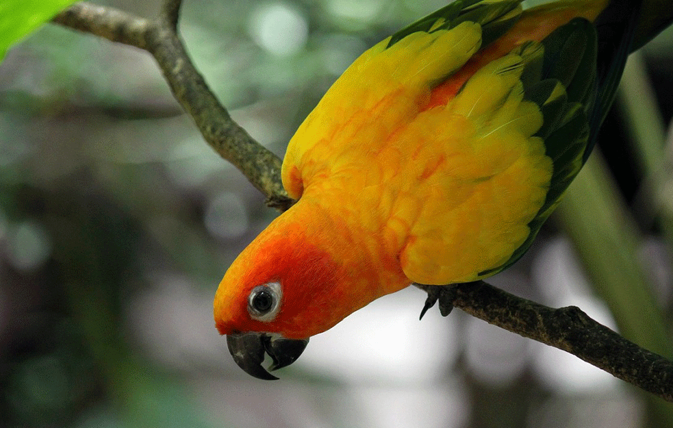 UPRAVA CARINE U CRNOJ GORI: U <span style='color:red;'><b>autobus</b></span>u pronađeno 150 papagaja i 50 hrčaka