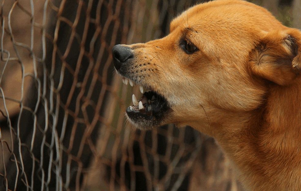 PSI BILI LOVAČKI: Sprečen šverc 19 rasnih lovačkih pasa na prelazu Preševo