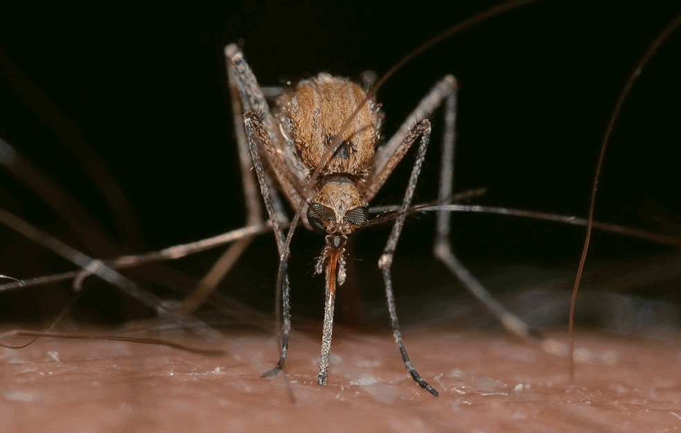 Spremite sredstvo protiv komaraca: SLEDI NAJEZDA; evo gde će ih biti najviše u SRBIJI