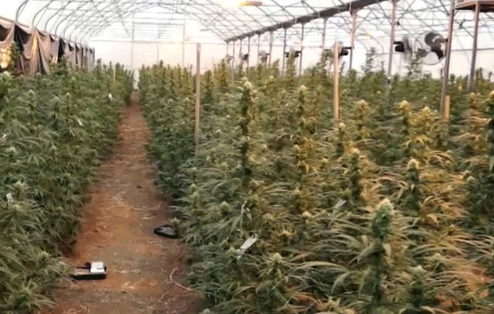 Agenti BIA i MUP-a pomagali Koluviji u uzgajanju marihuane u Jovanjici; završili iza rešetaka