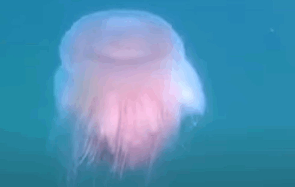 NEUHVATLJIVO STVORENJE viđeno samo tri puta u istoriji: Ružičasta meduza ponovo nađena u Italiji