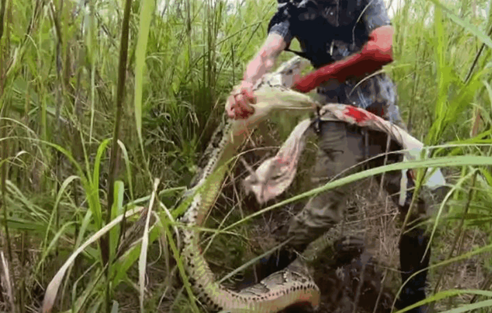 Čovek došao da ulovi pitona dugačkog pet metara: Na kraju sam postao plen ! (VIDEO)