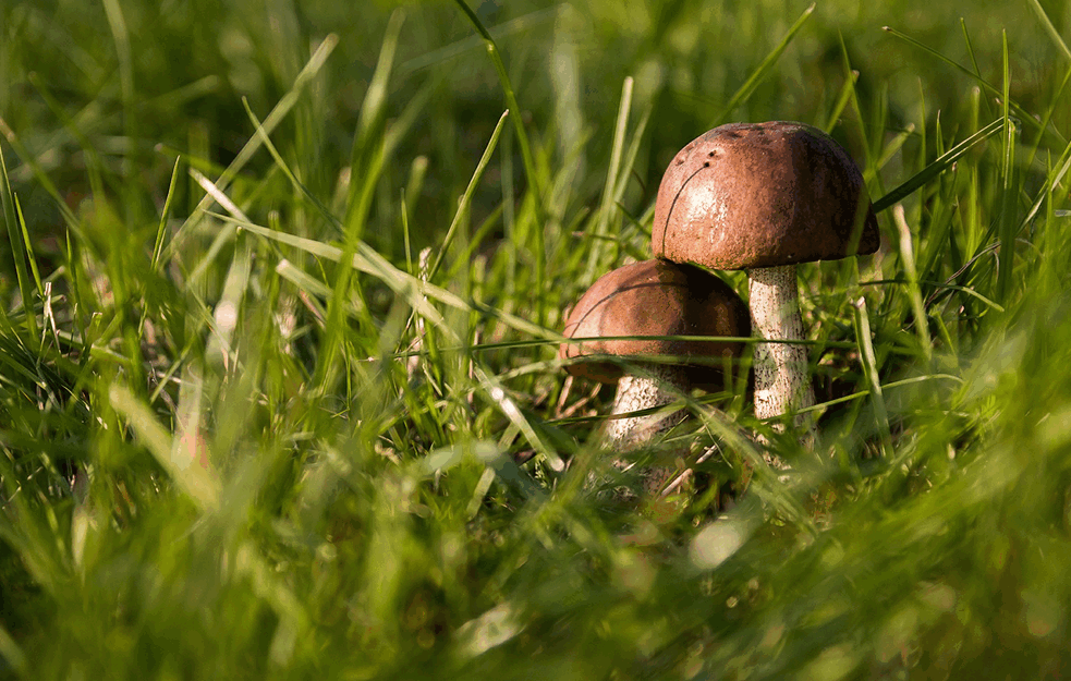 I OVO POSTOJI:  Pečurka sa ukusom piletine