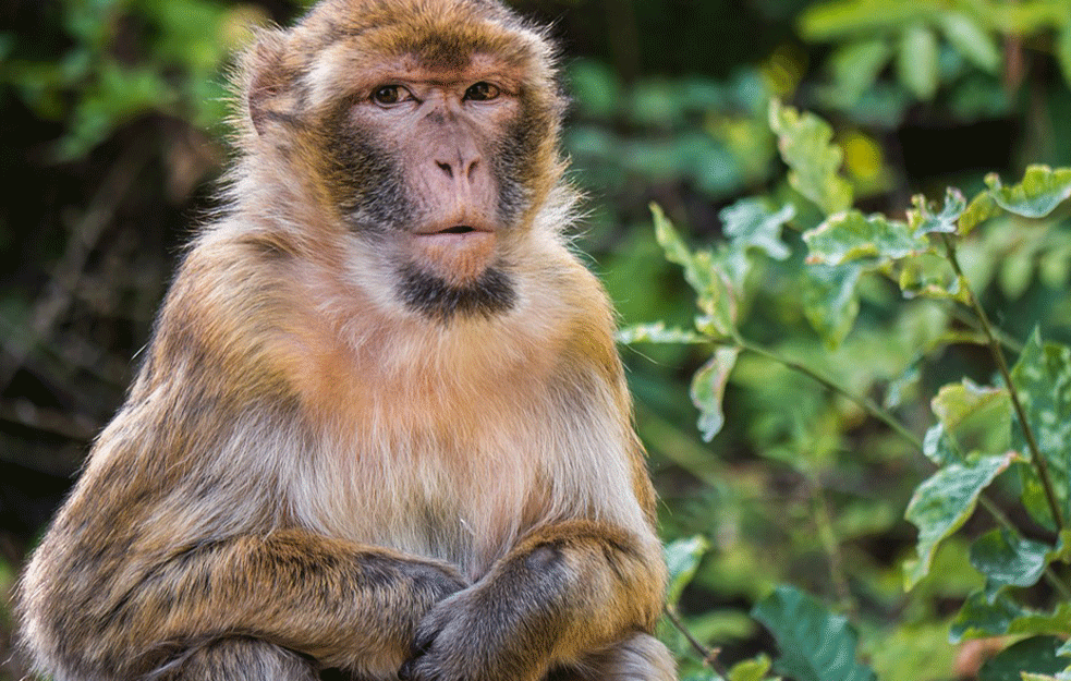 Orangutan zalečio ranu melemom koji je napr<span style='color:red;'><b>avio</b></span> od biljaka