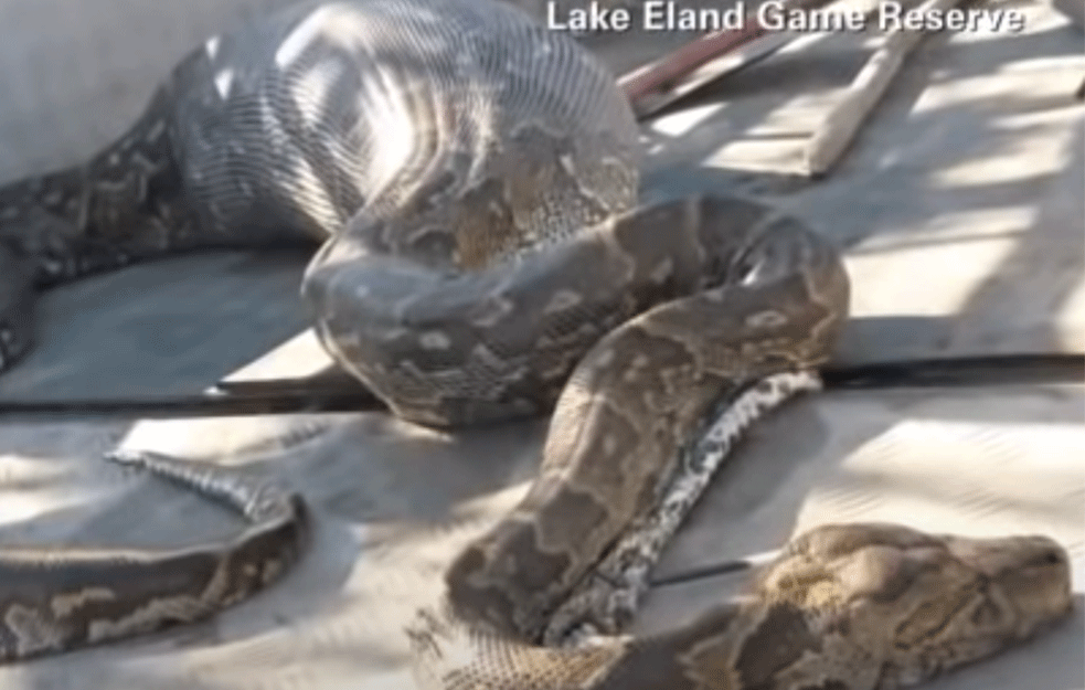 PREVELIKI ZALOGAJ ČAK I ZA PITONA: Radnici rezervata ostali šokirani kad su videli šta je pojela zmija! (VIDEO)