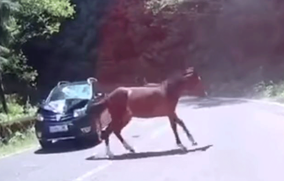 ODBEGLE ŽIVOTINJE NAPRAVILE POMETNJU NA PUTU: Sudar automobila i odbeglih konja na Fruškoj Gori! (VIDEO)