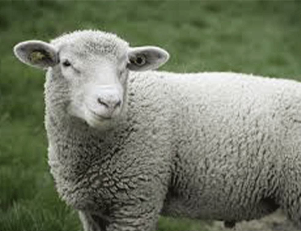 OVCA VREDNIJA OD ZLATA: Jagnješce prodato za SULUDU CIFRU, ALI IZGLEDA NEODOLJIVO! (VIDEO) 