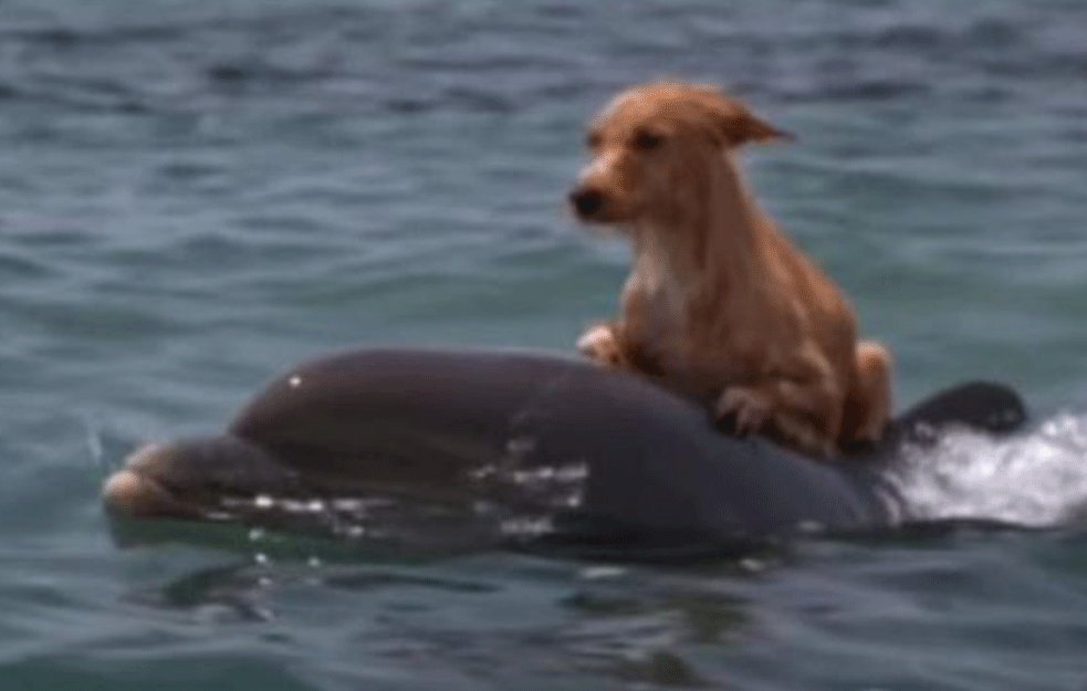 Pas je bio u vodi čitavih 15 sati: Grupa delfina ga spasila da se ne utopi (VIDEO)