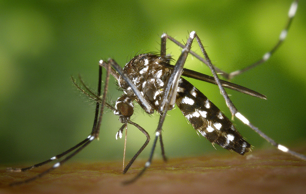 NAUKA POKAZALA: Klimatske promene „zaslužne“ za širenja <span style='color:red;'><b>virus</b></span>a Zapadnog Nila