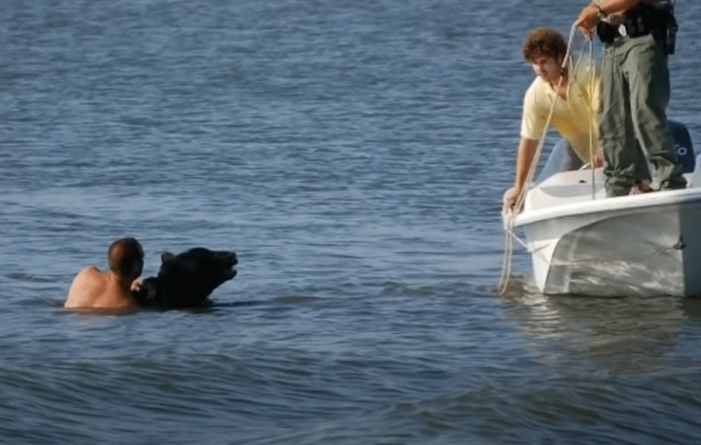 BIOLOG MEKOG SRCA: Uleteo u more i spasao medveda teškog 200 kilograma od davljenja