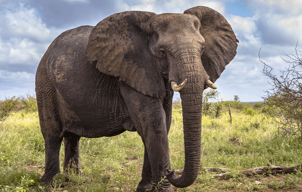 TUŽNO: Više od 200 slonova uginulo u Keniji zbog suše