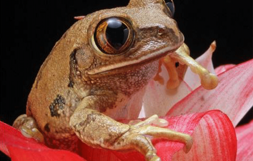 PUTNICA KRIJUMČARILA OTROVNE ŽABE U KOLUMBIJU: U prtljagu pronađeno 130 otrovnih žaba