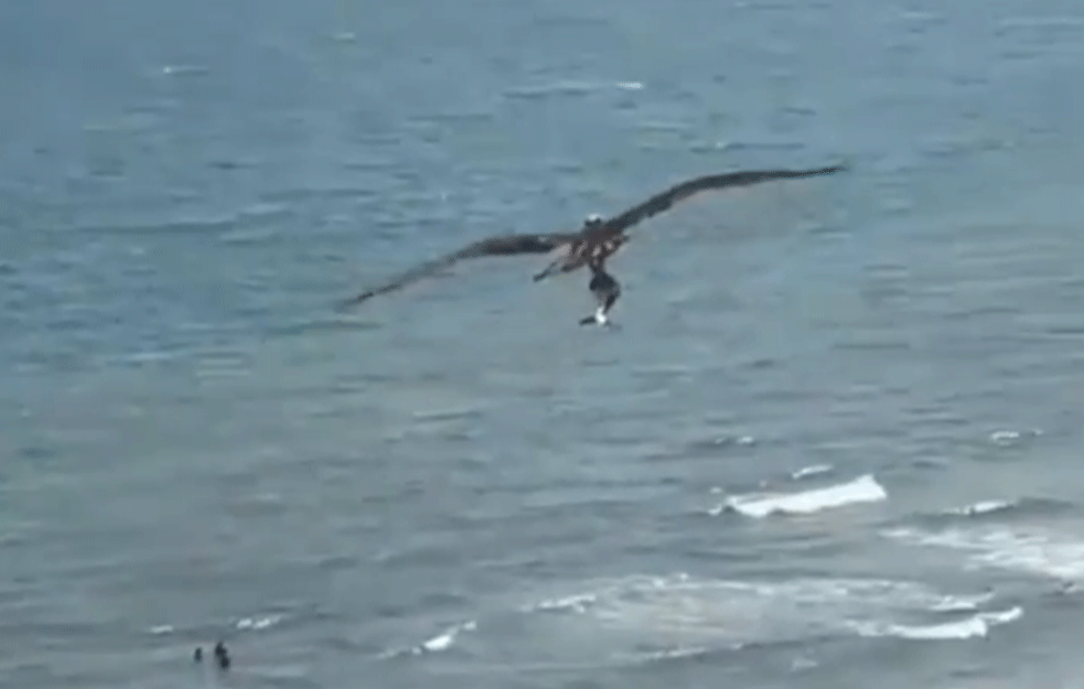 SUROVOST I <span style='color:red;'><b>LEPOTA PRIRODE</b></span> U MANJE OD JEDNOG MINUTA: Kako je orao ribar svojim ulovom ostavio čitavu plažu bez teksta (VIDEO)