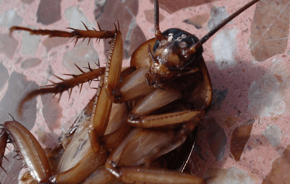 NE UBIJAJU JE NI INSEKTICIDI: Moćna bubašvaba sve moćnija