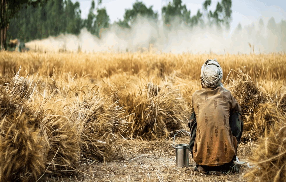 Otkupljivači pšenice nude 19 dinara