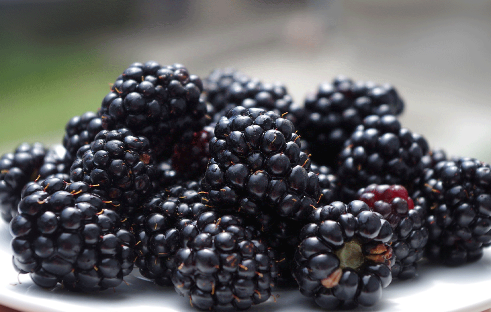 SJAJNA ZAMENA I ZDRAVA : Kupine mogu da zamene slatkiše, a da ne uzrokuju višak kilograma