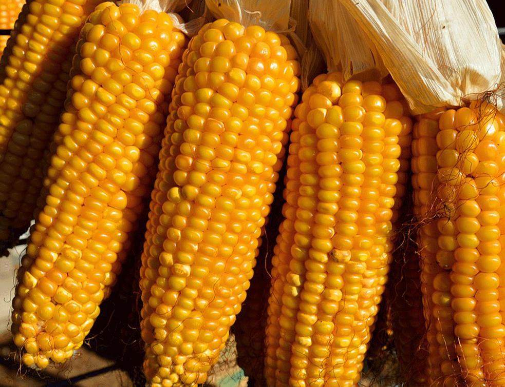 Zbog visokih temperatura i vlage usevi kukuruza u krizi