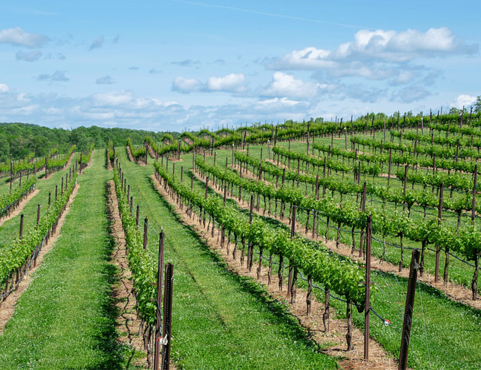 POTREBNA VEĆA PROIZVODNJA: Sledeće godine u Srbiji više od 500 <span style='color:red;'><b>vinarija</b></span>