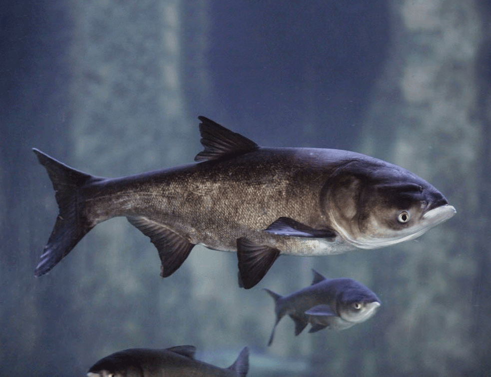 EVO KAKO ĆE SE ZVATI: U reci Zeti otkrivena nova vrsta ribe