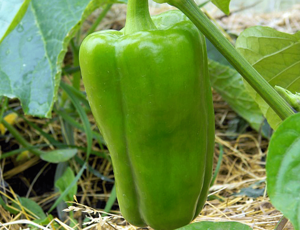 PONOS DOLINE LIMA : Paprika rodila kao nikad pre, a ovo je trenutna cena po kilogramu