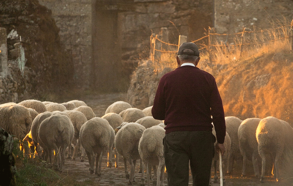 Za seljake radno vreme i korona ne postoje: Da bi imali moraju da zarade