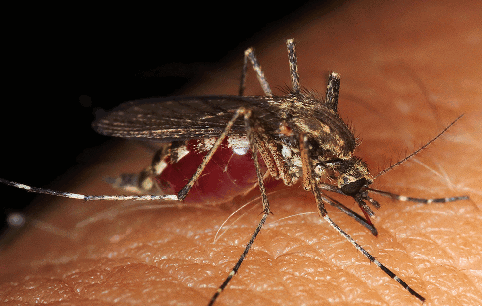 NAUKA U SLUŽBI ČOVEKA: Evo zašto nam PIJU KRV komarci i šta je REŠENJE

