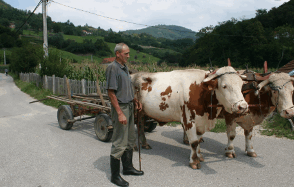 Malo je ostalo onih koji se bave OVIM poslom: KRVAV JE NOVAC ŠTO ZARADI RABADŽIJA