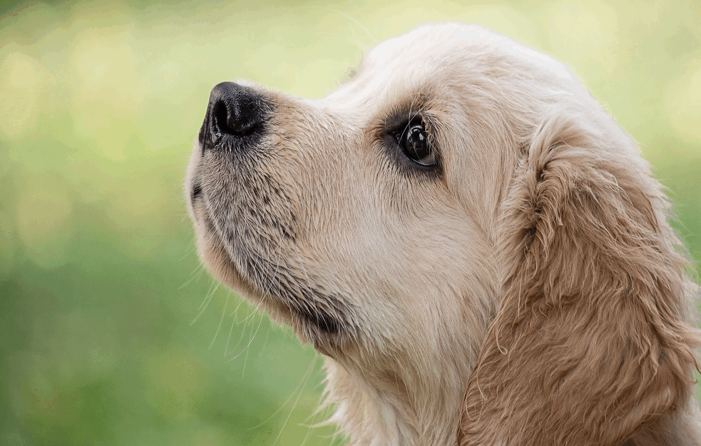 TEST KOM BI RETKO KO MOGAO DA ODOLI: Prisustvo koronavirusa ubuduće bi mogli da otkrivaju psi?