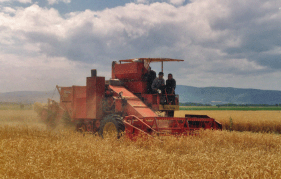 ŽETVA PŠENICE PRI KRAJU: Poljoprivrednici zadovoljni ovogodišnjim prinosom i cenom pšenice