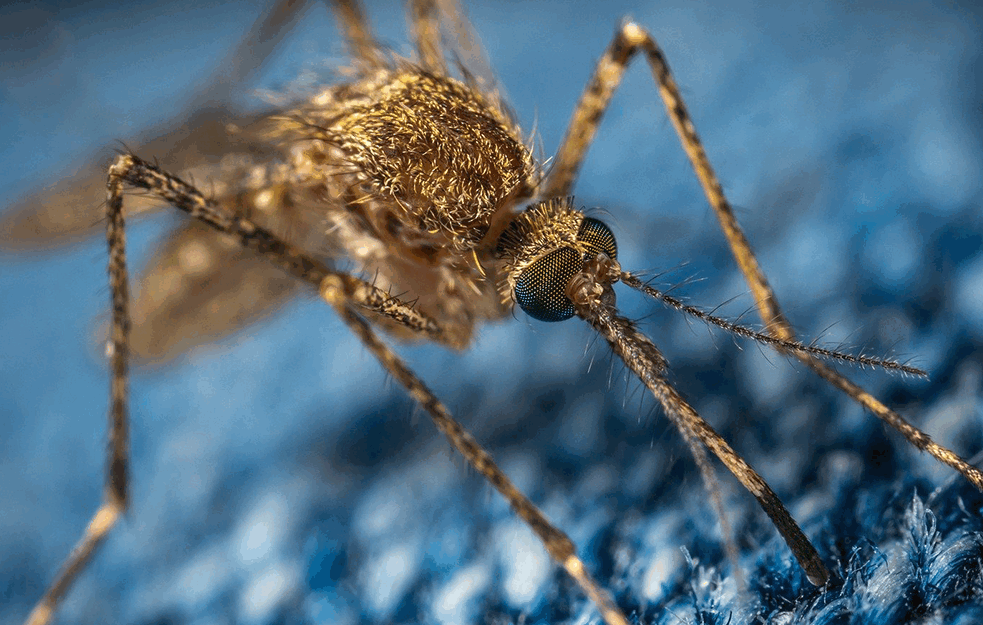 UPOZORENJE! Pojavili se komarci koji nose opasan virus, registrovani u ovim delovima Beograda ali i širom Srbije