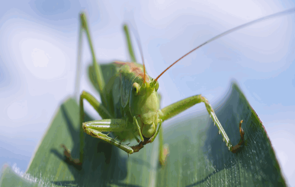 PICA OD SKAKAVACA? Za neke košmar, za druge posao budućnosti