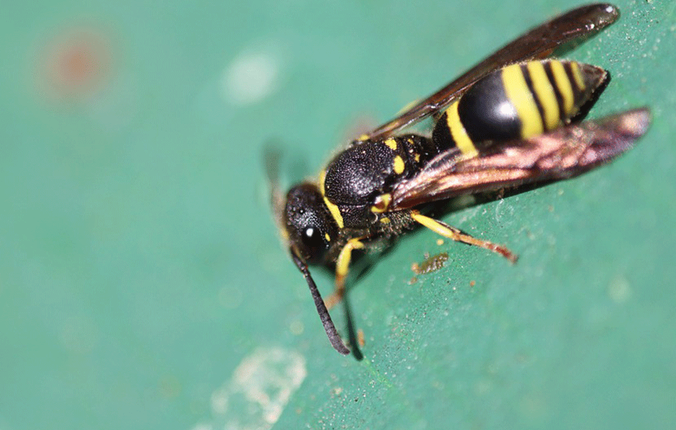 DEČAK(5) PREMINUO BAKI NA RUKAMA: Fatalan napad osa: Baka se bori za život