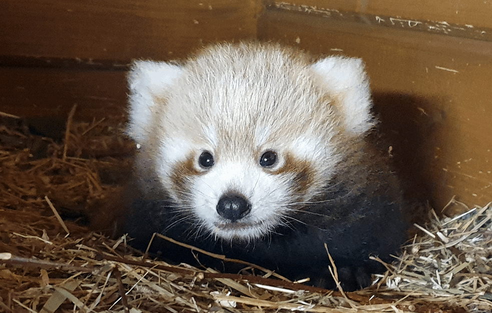 BERLIN SLAVI ROĐENJE CRVENE PANDE: Retka vrsta medveda rođena u ZOO VRTU! (FOTO)