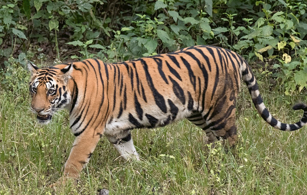 Zoo vrt  u Poljskoj bogatiji za četiri sumatranska tigra: Vest čuvana kao tajna od jula