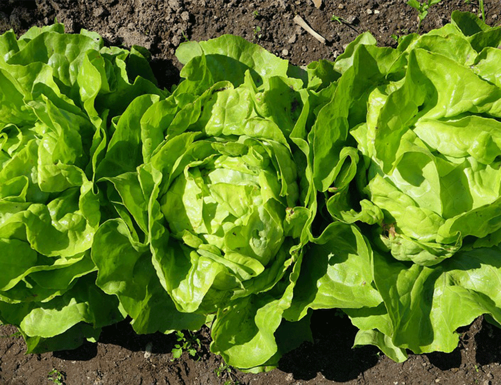 DA LI BI JELI OVAKVU  SALATU? Amazon prodaje zelenu salatu uzgajanu uz pomoć robotike