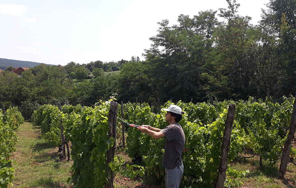 Ako hoćete svoje vino, namučićete se, ali pićete božansko piće

