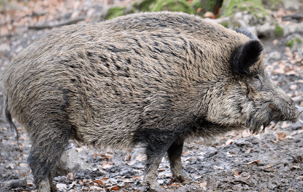 BIZARNO: Inspektori u Pazaru pucali na divlje svinje i nakon toga suspendovani