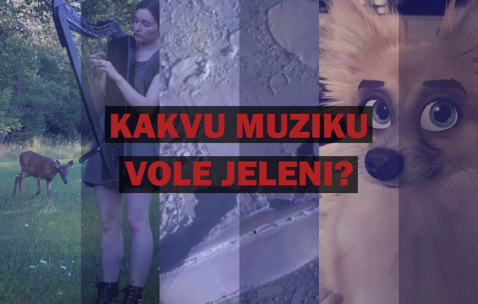 TOP VESTI 11.08.2020. - KAKVU MUZIKU VOLE JELENI?