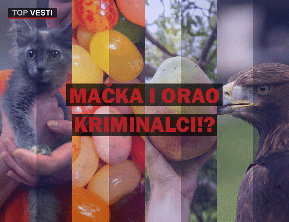<span style='color:red;'><b>TOP VESTI</b></span> 12.08.2020. -Mačka i orao kriminalci!?