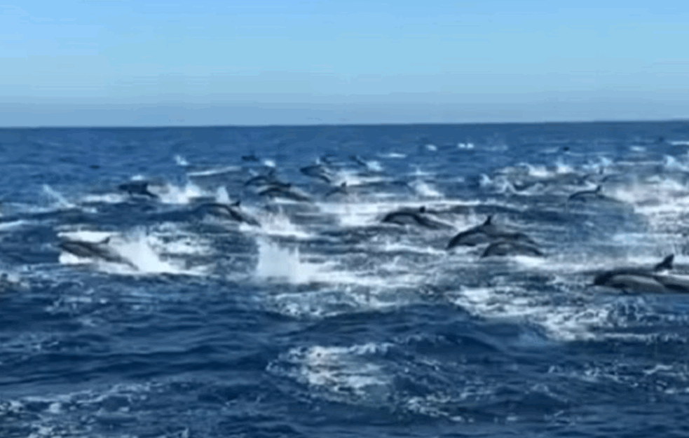 Pamtiće ovaj prizor dok su živi! 300 DELFINA im poziralo dok su se baškarili na brodu (VIDEO)