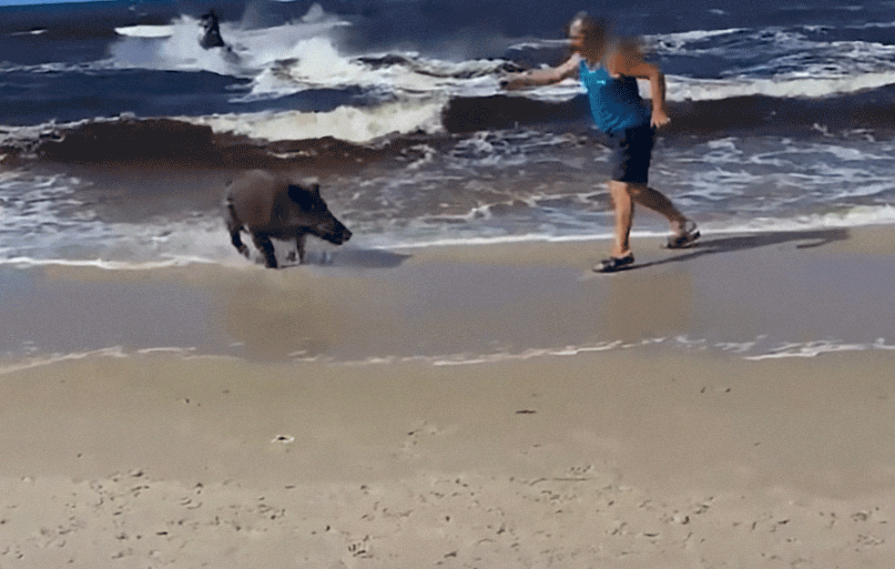 Drama na plaži u Nemačkoj: Umesto kupača, iz vode je izašla divlja svinja i podivljana od straha (VIDEO)